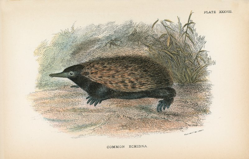 Common Echidna by English School
