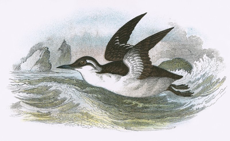 Common Guillemot by English School