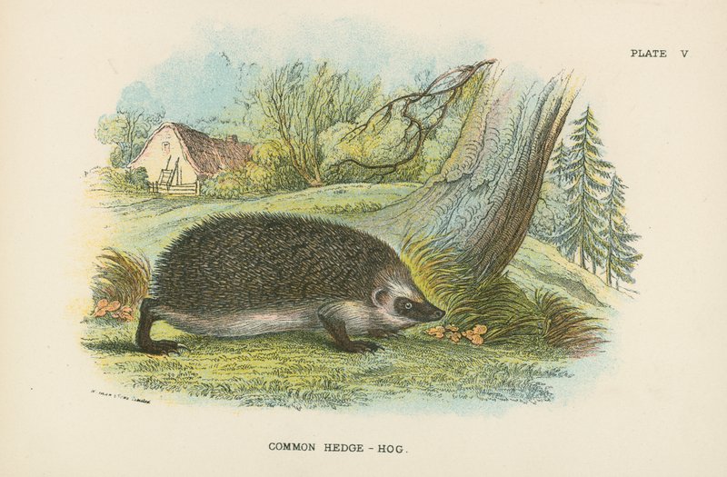 Common Hedge-Hog by English School