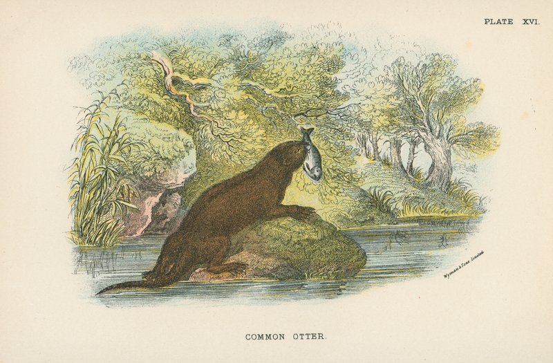 Common Otter by English School