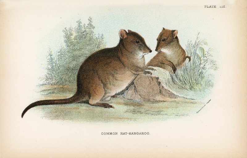 Common Rat-Kangaroo by English School