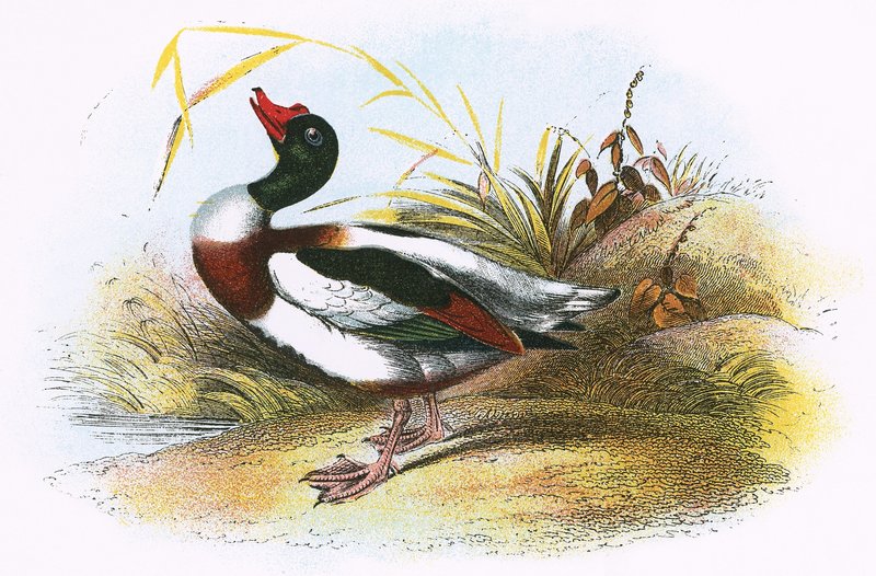 Common Sheld-Duck by English School