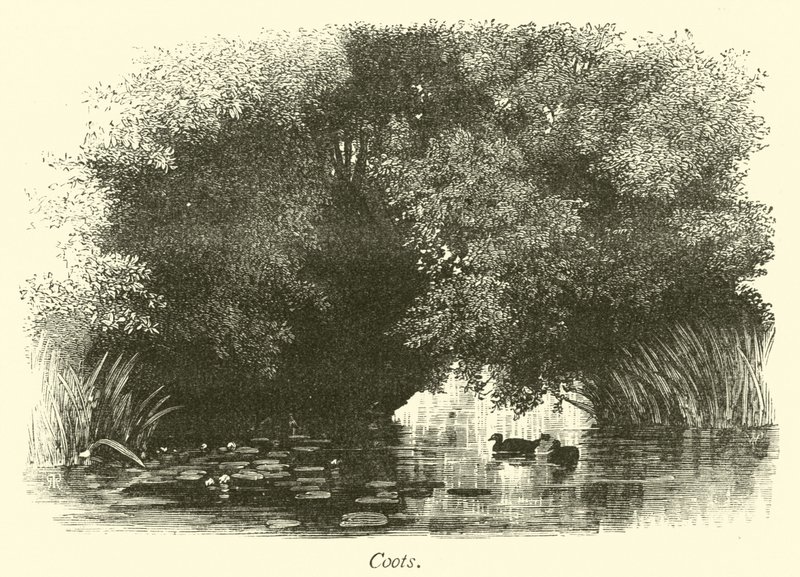 Coots by English School
