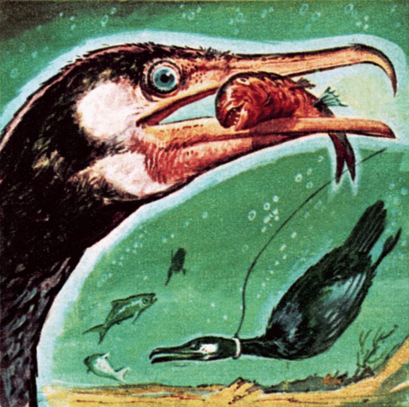 Cormorant by English School