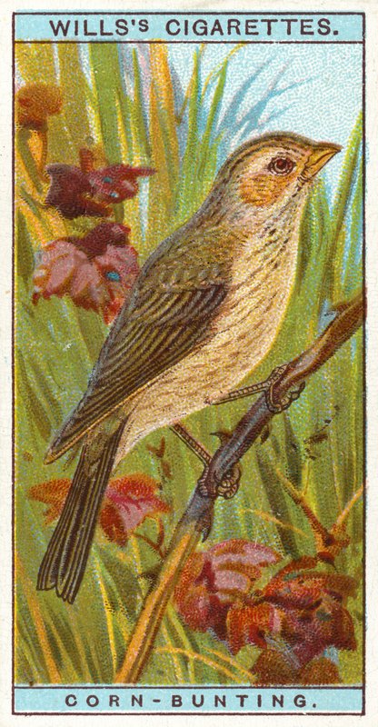 Corn Bunting by English School