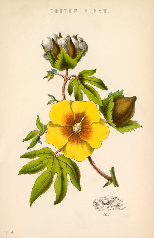 Cotton Plant by English School