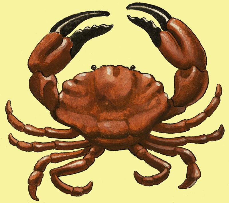 Crab by English School