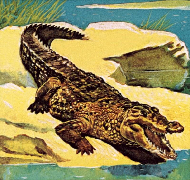 Crocodile by English School