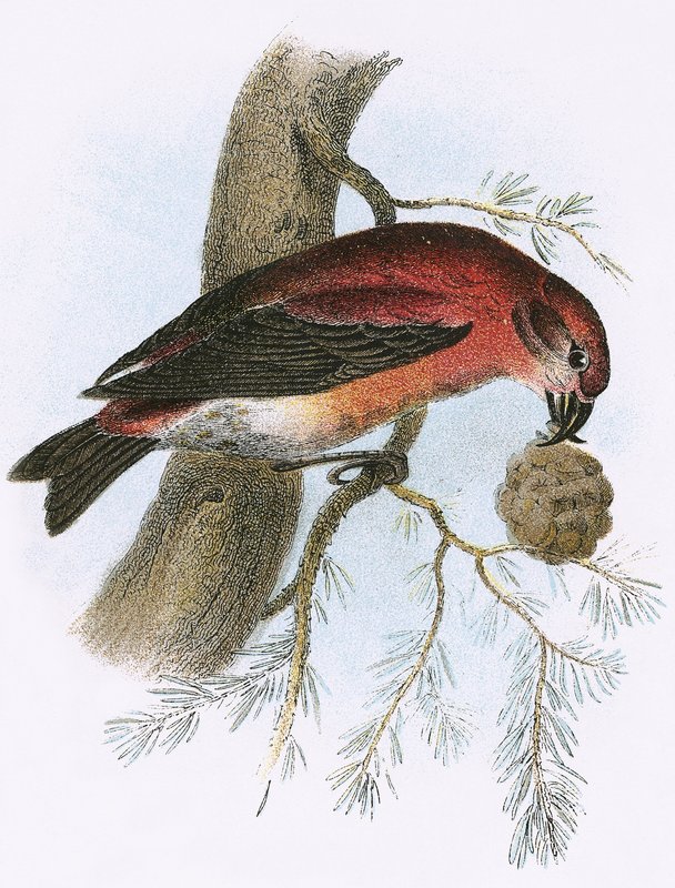 Crossbill by English School