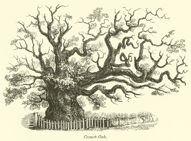 Crouch Oak by English School