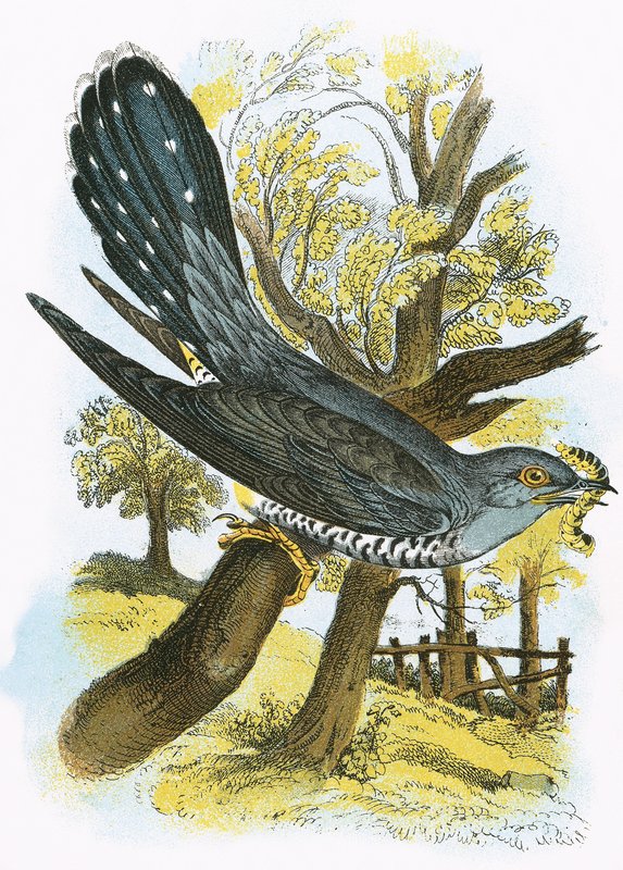 Cuckoo by English School