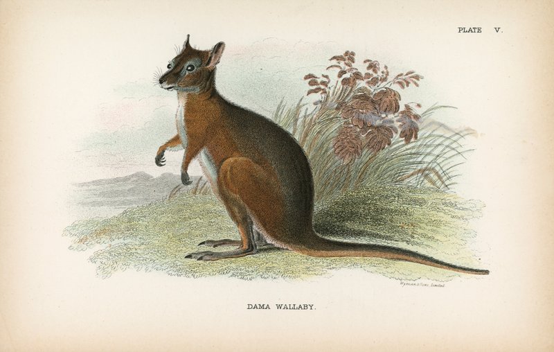 Dama Wallaby by English School