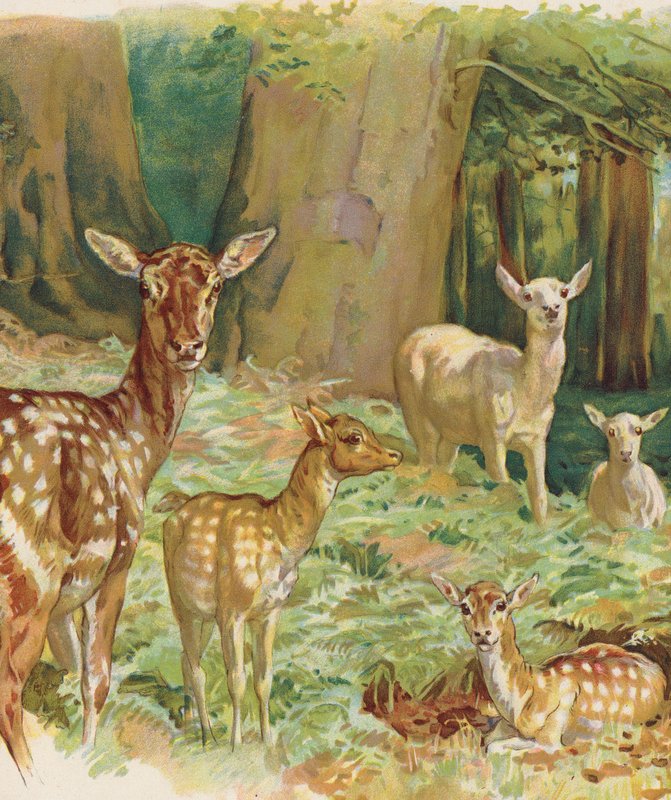 Deer by English School