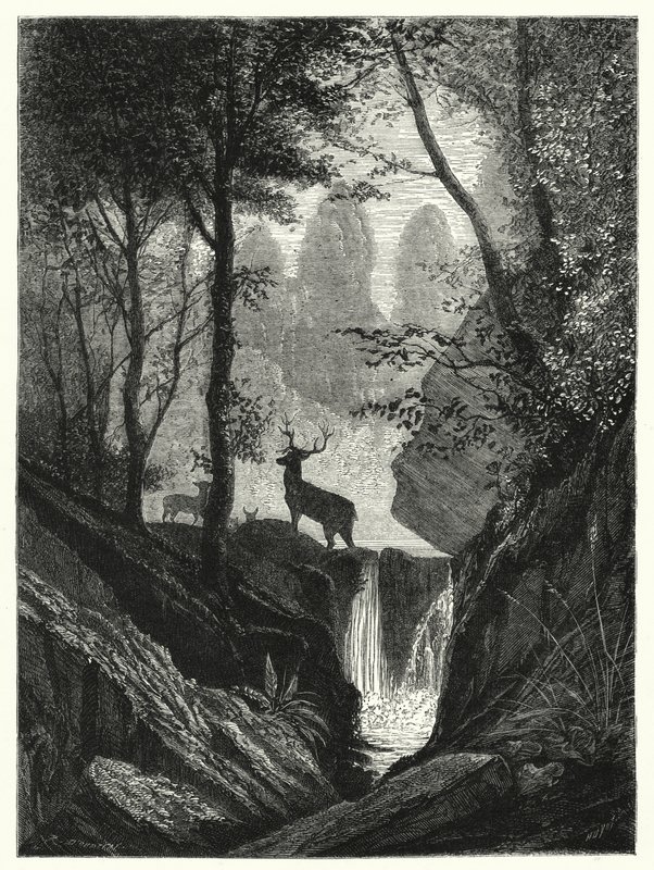 Deer in Forest by English School