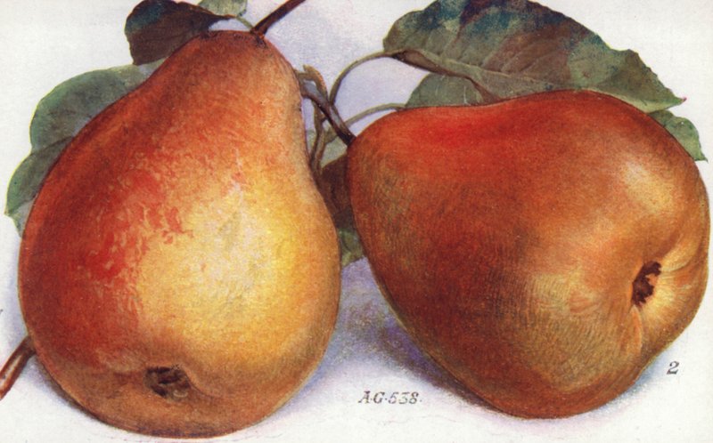Dessert Pears by English School