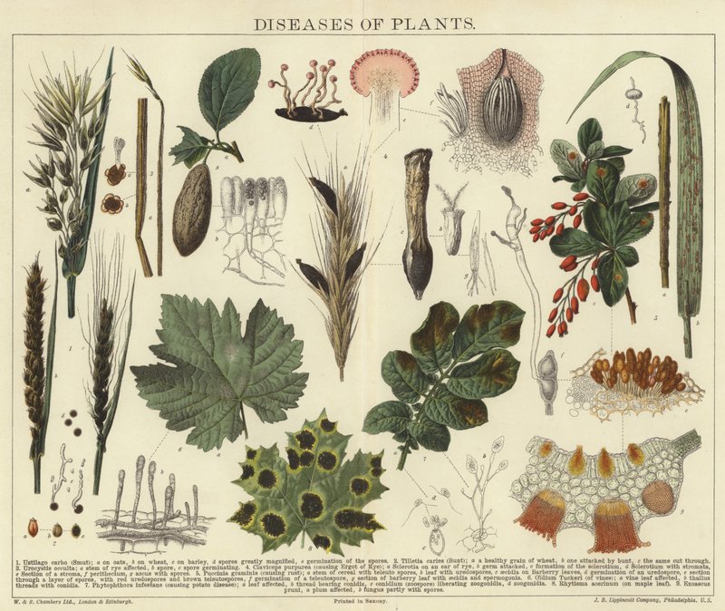 Diseases of plants by English School