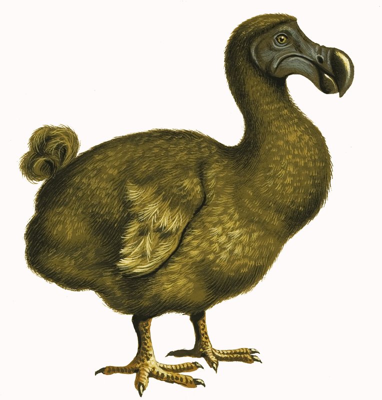 Dodo by English School