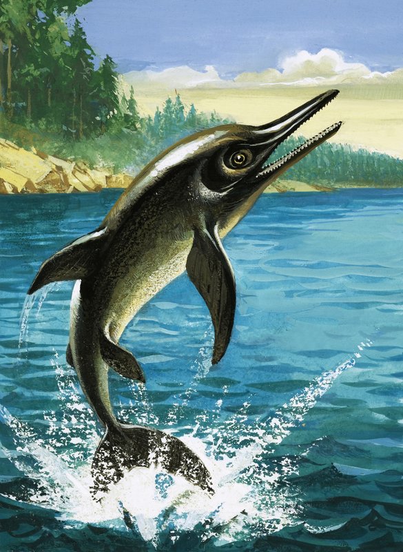 Dolphin by English School