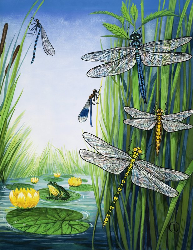Dragonflies by English School
