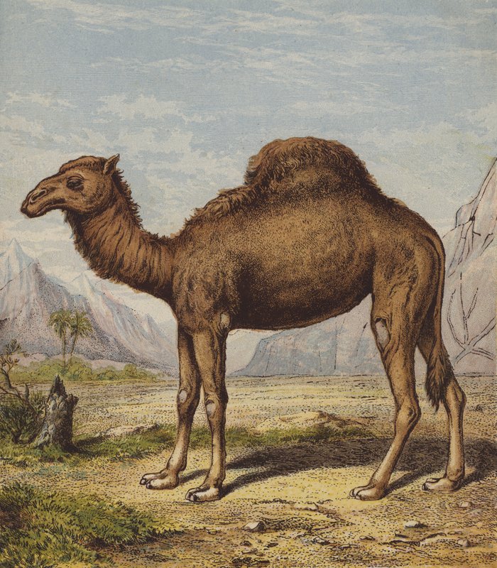 Dromedary by English School