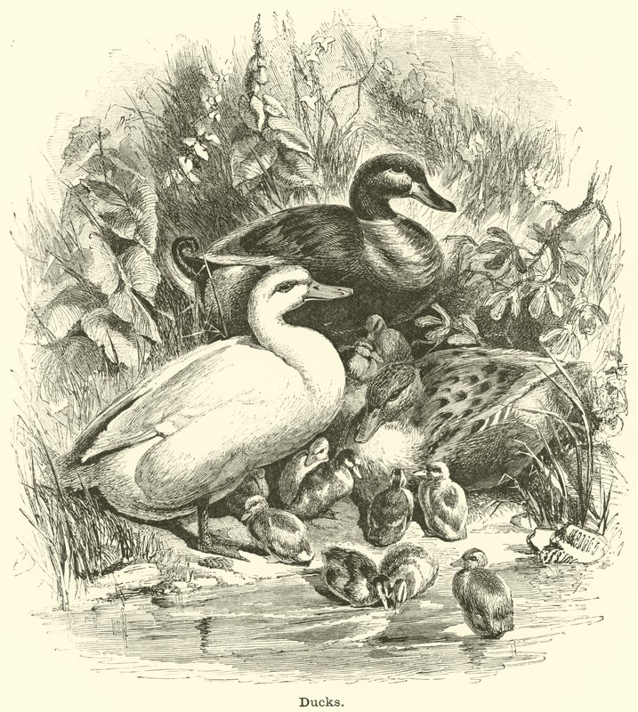 Ducks by English School