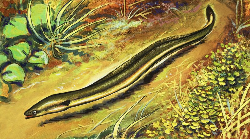 Eel by English School