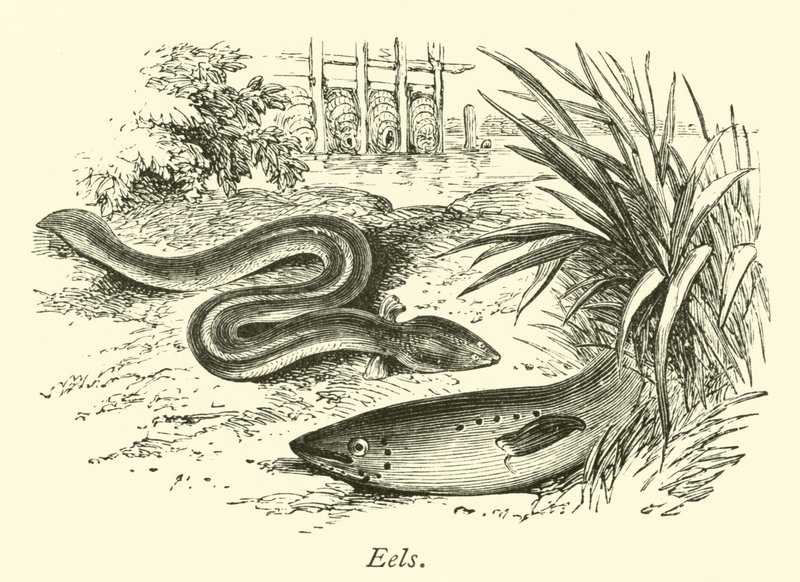Eels by English School
