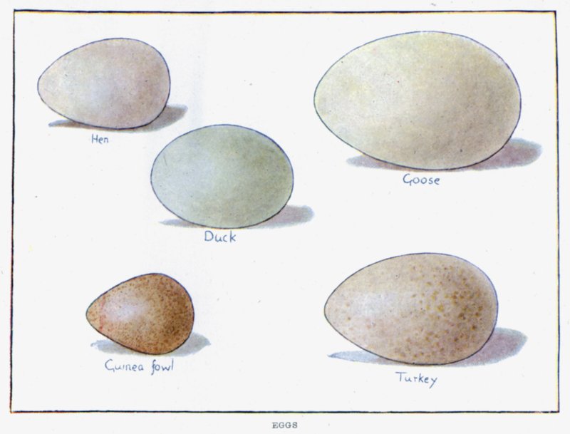 Eggs by English School