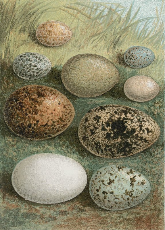 Eggs by English School