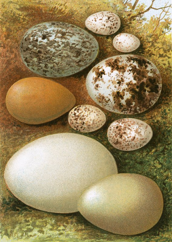 Eggs by English School
