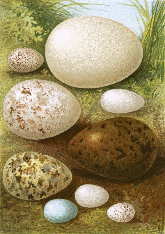 Eggs by English School