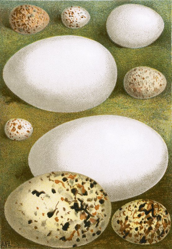 Eggs by English School