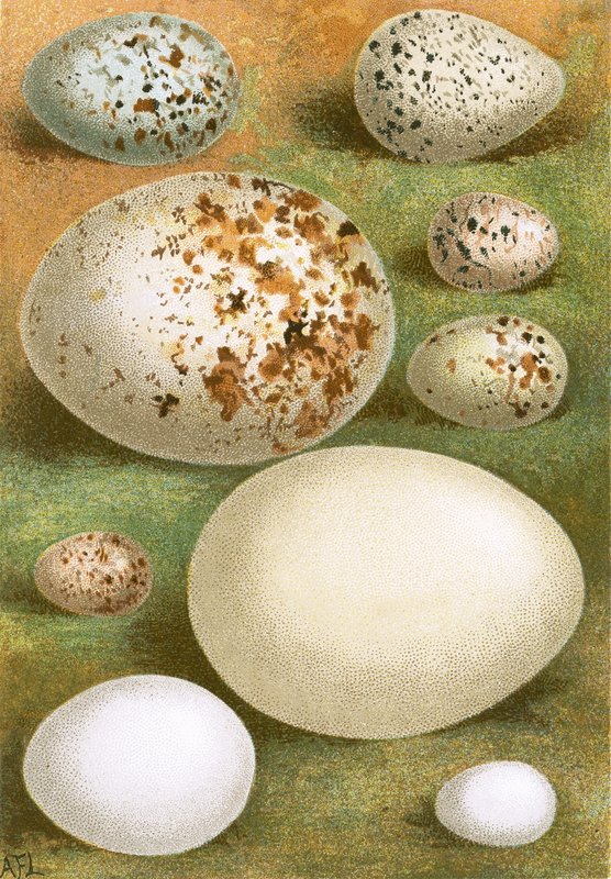 Eggs by English School