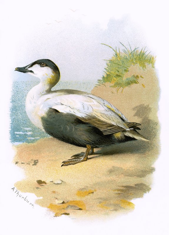 Eider Duck by English School