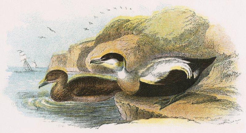 Eider Duck by English School