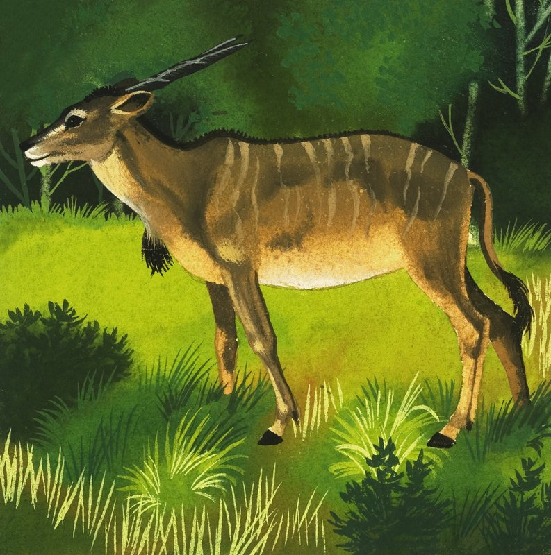 Eland Antelope by English School
