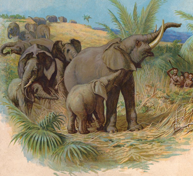 Elephants by English School