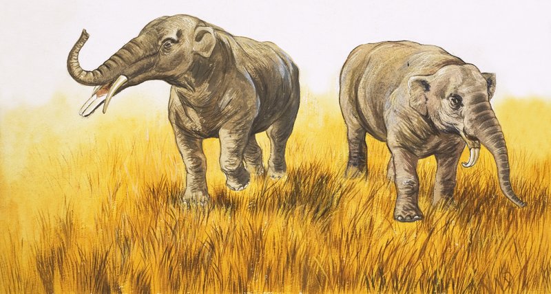 Elephants by English School