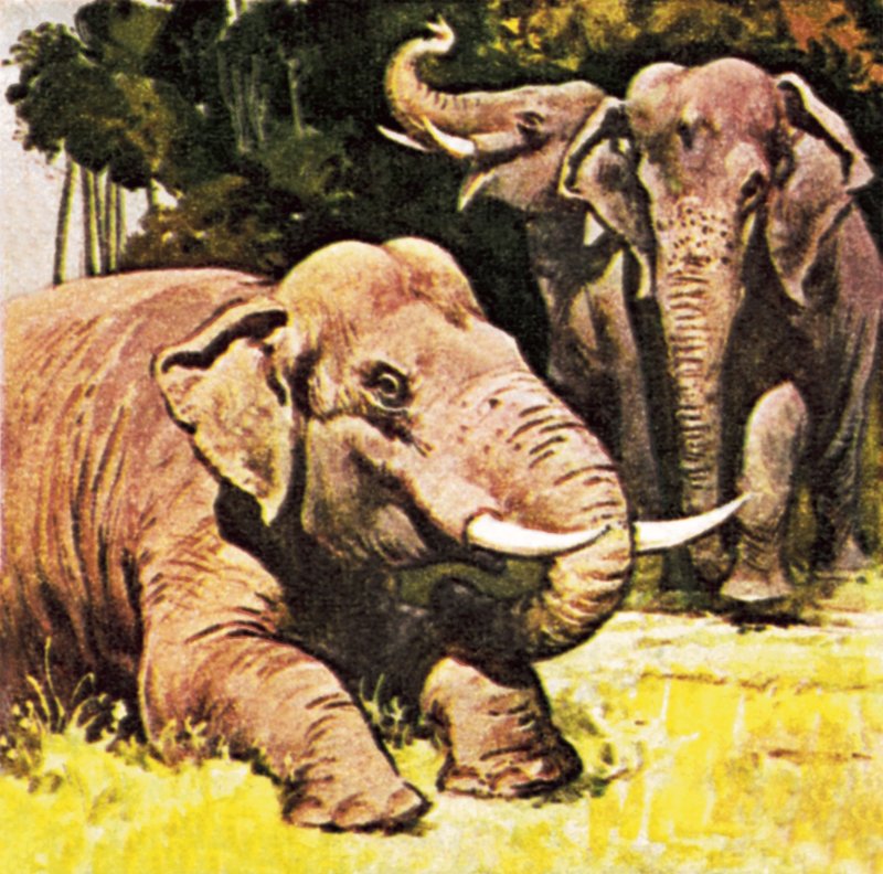 Elephants kneeling by English School
