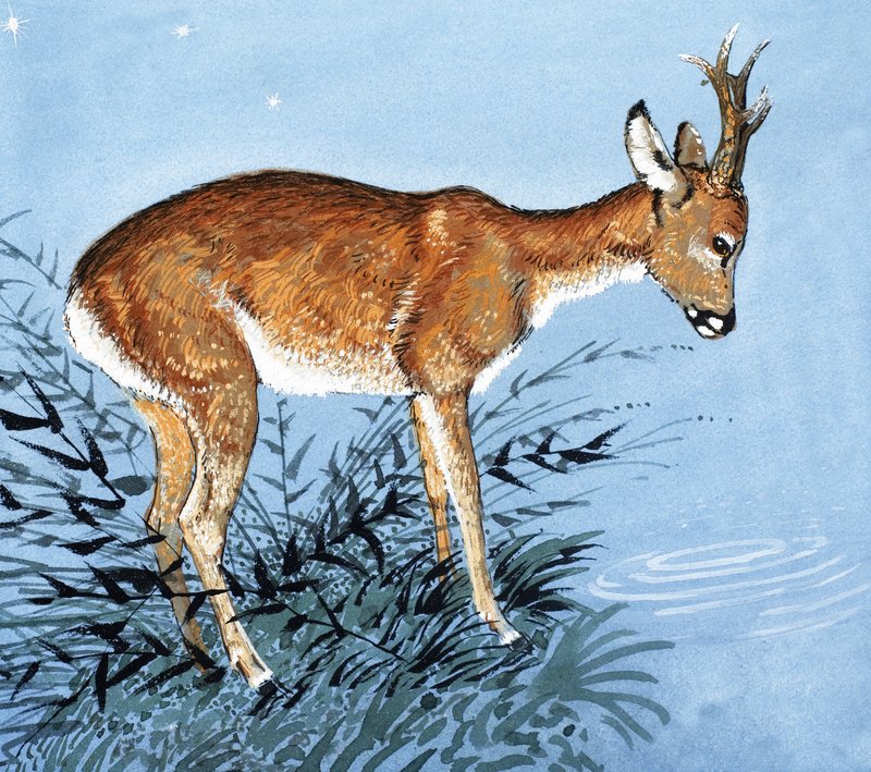 Fallow Deer by English School