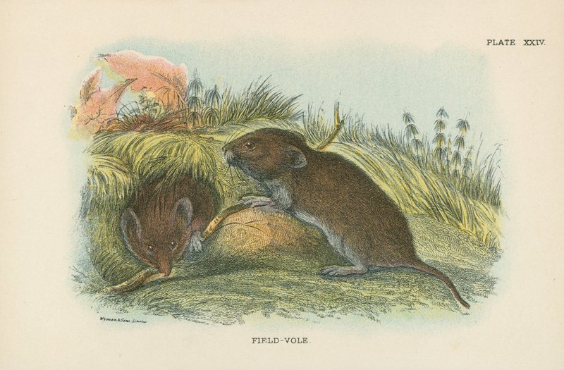 Field-Vole by English School