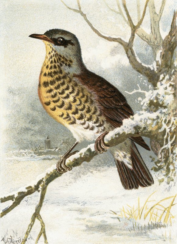 Fieldfare by English School
