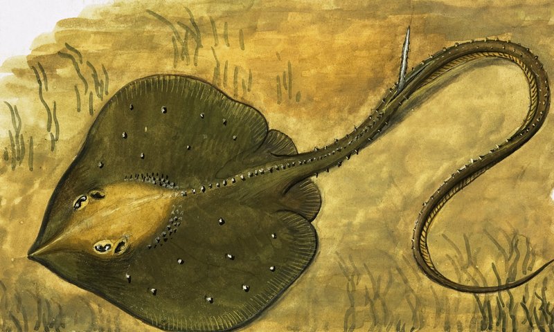 Flat fish by English School