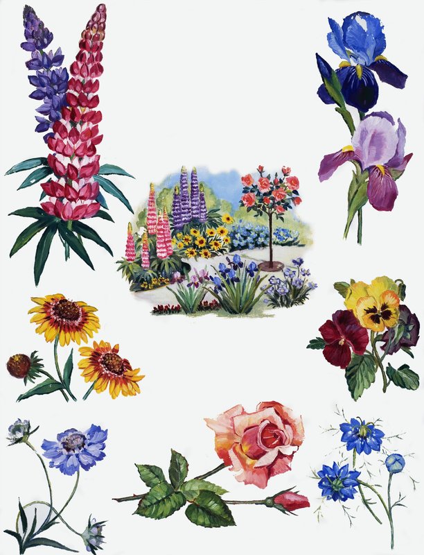Flowers by English School
