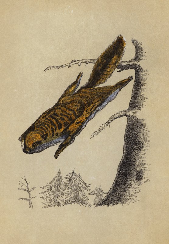 Flying Squirrel by English School