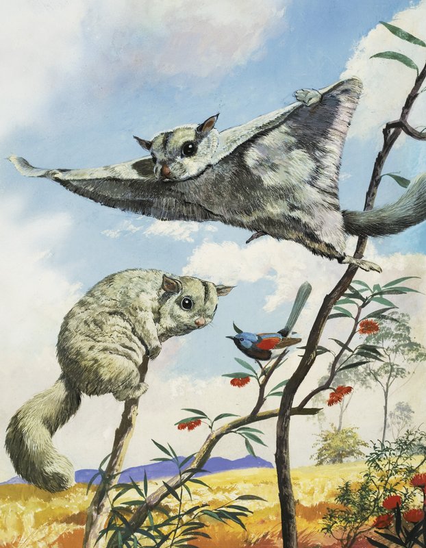 Flying Squirrels by English School