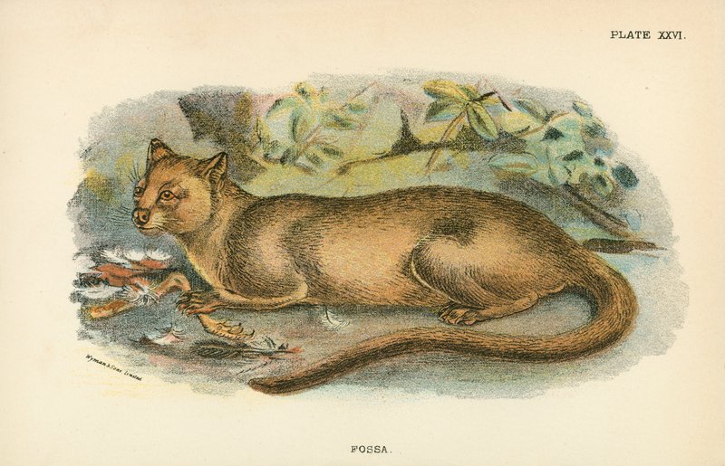 Fossa by English School