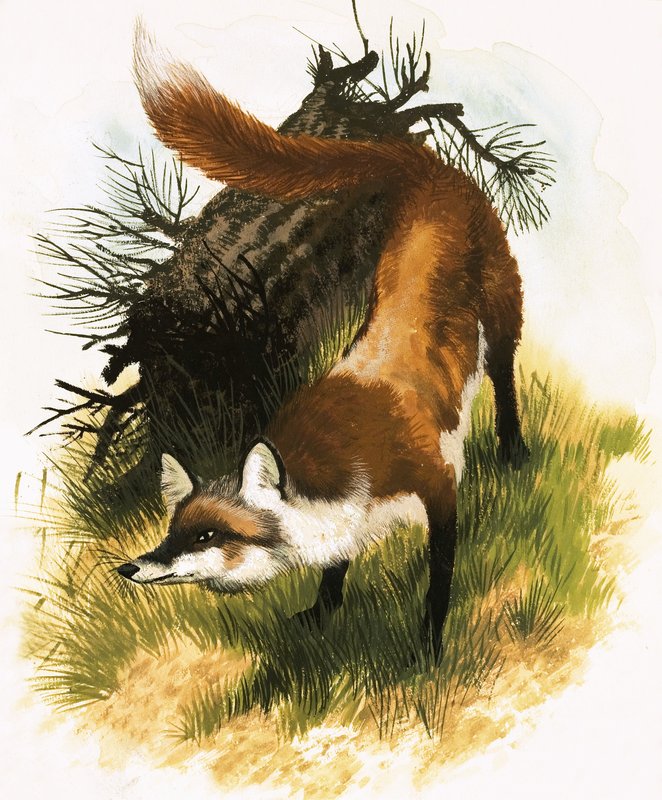Fox by English School