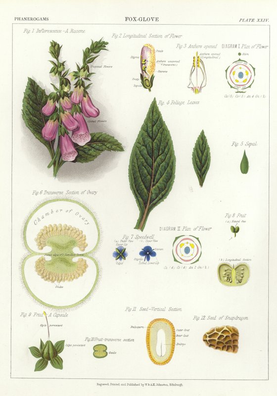 Foxglove by English School