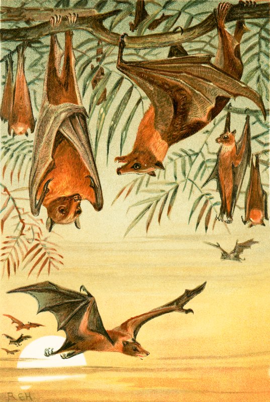 Fruit Bats by English School